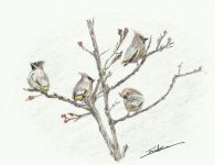 bohmian_waxwings_1200.jpg