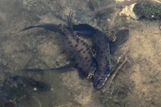 2013_04_13_Great_Crested_Newt (1) (800x533).jpg