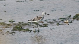 Common Greenshank.jpg