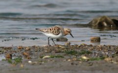 Red-necked Stint.jpg