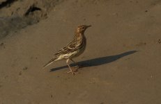 Red-throated pipit.jpg