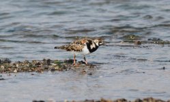 Ruddy Turnstone.jpg