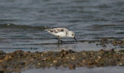 Sanderling 2.jpg