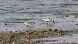 Sanderling.jpg