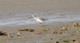 Terek Sandpiper.jpg