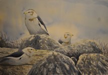 Snow Buntings Watercolour (640x448).jpg