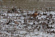 0979_Naumann's Thrush & Little Ringed Plover.jpg