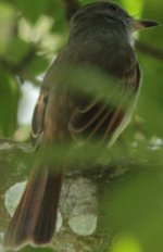 Flycatcher1a.JPG