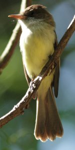 Flycatcher2a.JPG