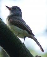 Flycatcher3a.JPG