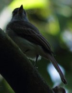 Flycatcher3b.JPG