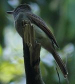 Flycatcher3c.JPG