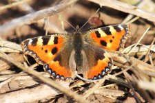 Small Tortoiseshell compressed.jpg