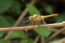 2012_01_ _Thailand_Khao Sok8-2.jpg