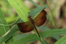 2012_01_15_Thailand_Khoa Sok_Dragonfly #1-2.jpg