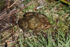 2013_04_20_Common_Toad (640x427).jpg