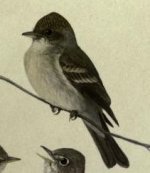 Least flycatcher.jpg