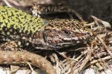 2013_04_21_Wall_Lizard (2) (640x427).jpg