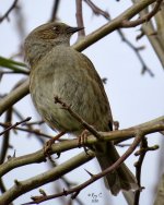 dunnock1.jpg