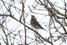 fieldfare original.jpg