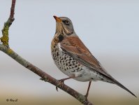 fieldfare5 toned.jpg