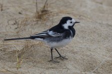 Pied Wagtail_G9A1187.jpg