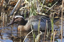 Garganey 3.jpg