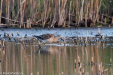 IMG_2013-04-07_0505_Ruff_Nanhui.jpg