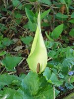 Cuckoo Pint (599x800).jpg