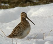 Snipe3Snape27Mar13.jpg