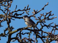 Blackcap (Sylvia atricapilla).jpg