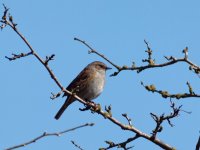 Dunnock (Prunella modularis).jpg