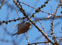 Goldcrest (Regulus regulus)_3.jpg