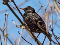 Common Starling (Sturnus vulgaris).jpg