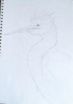 heron.jpg