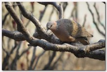 spotted dove spilopelia chinensis.jpg