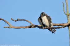 JAY_1422 White-breasted Wood Swallow.jpg