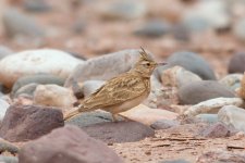 Crested-Lark-(2)-copy-web.jpg