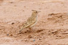 Crested-Lark,-M'Hamid-(11)-copy-web.jpg