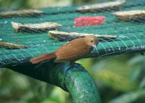 WL-Tanager-(f).jpg