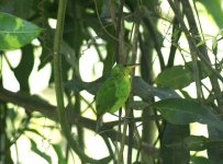 Gr-Honeycreeper-(f).jpg