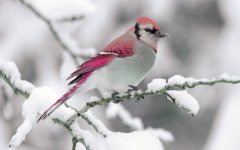 pink blue jay