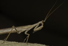 Praying Mantis 2.jpg