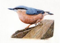 Nuthatch1.jpg