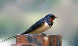 swallow2_1800mm.jpg