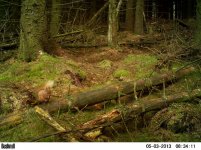 Red Squirrel 03052013.jpg