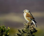 799linnet.jpg