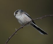 _AWG-0034-Long Tail Tit.jpg