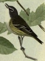 vireos.jpg