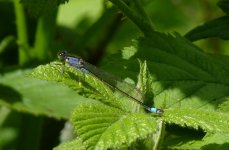 Blue-tailed Damselfly.jpg